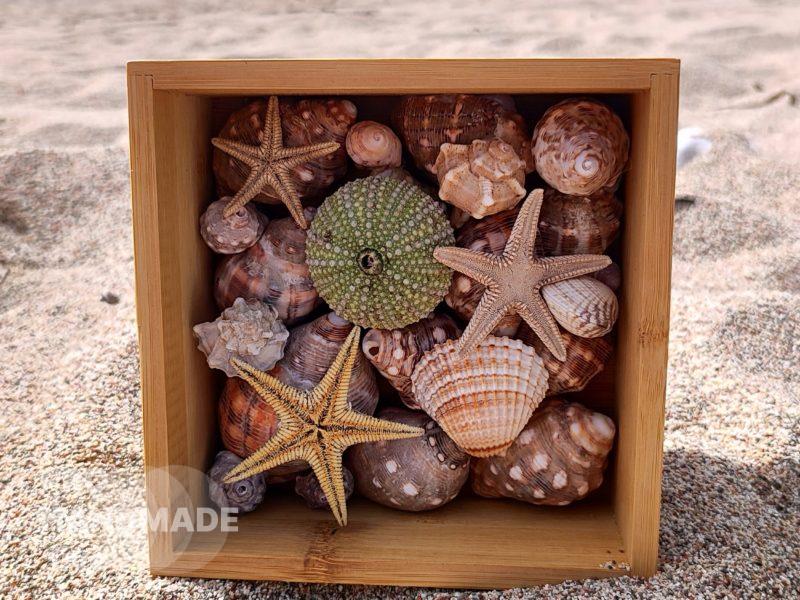 Ящик с ракушками
